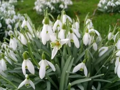 White Garden: unsang mga puti nga bulak ang gibutang sa nasud (85 Mga Litrato)