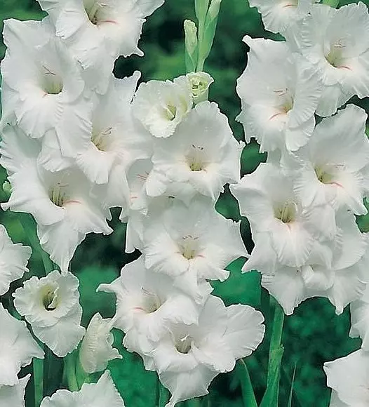 白色花园：哪个白花放在这个国家（85张照片）