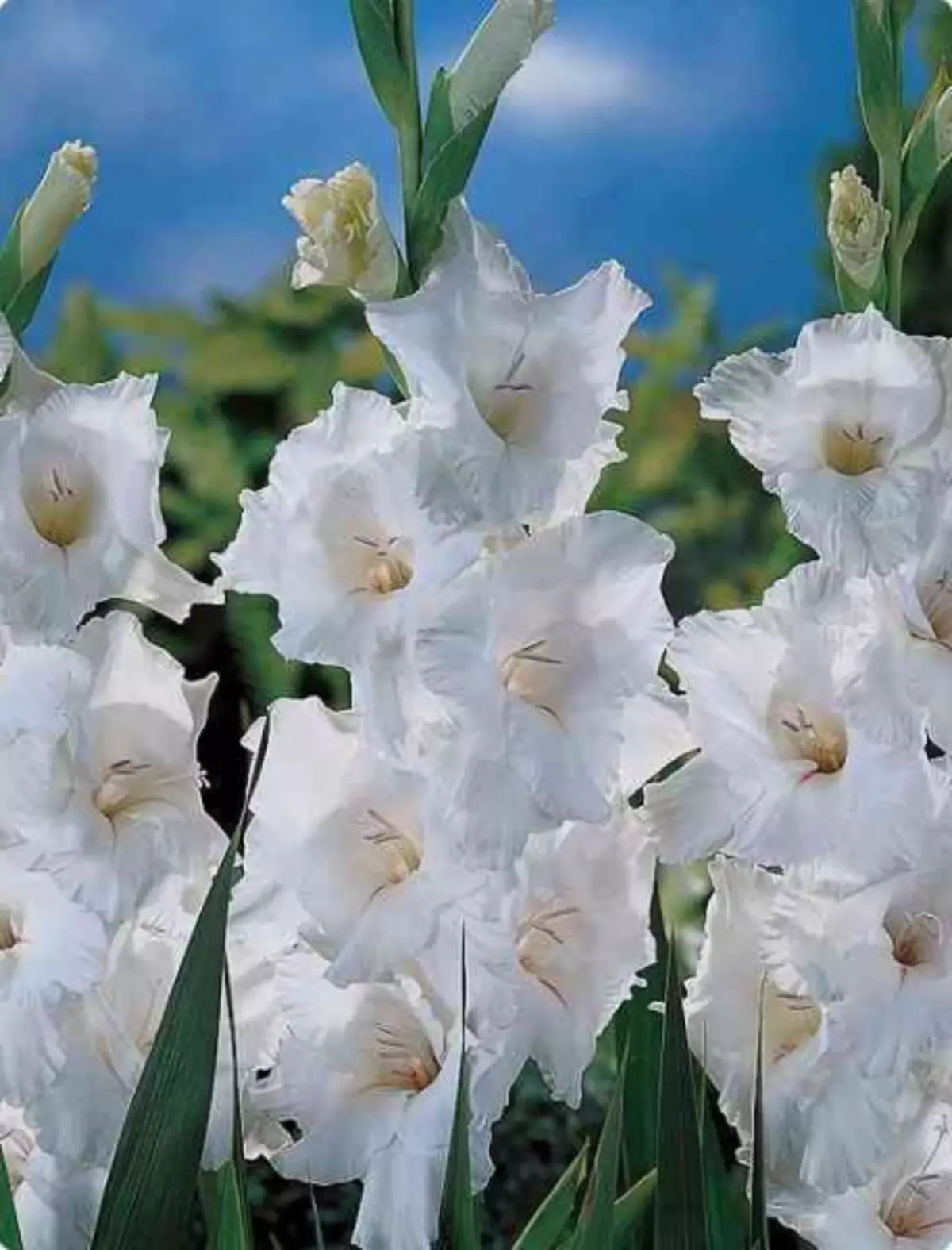Vit trädgård: Vilka vita blommor sätter i landet (85 bilder)