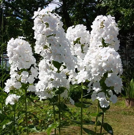 Vit trädgård: Vilka vita blommor sätter i landet (85 foton)