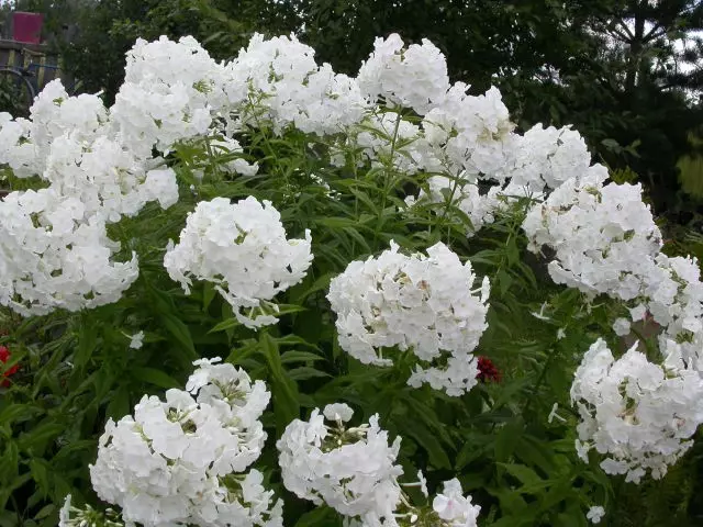 Vit trädgård: Vilka vita blommor sätter i landet (85 foton)