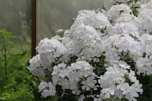 Jardin blanc: quelles fleurs blanches mettent dans le pays (85 photos)