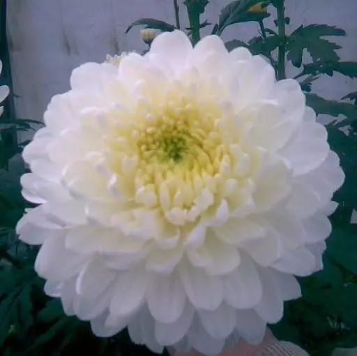 Taman putih: kembang putih sing dilebokake ing negara kasebut (85 foto)