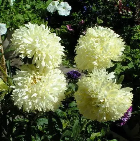 Jardim branco: quais flores brancas colocadas no país (85 fotos)