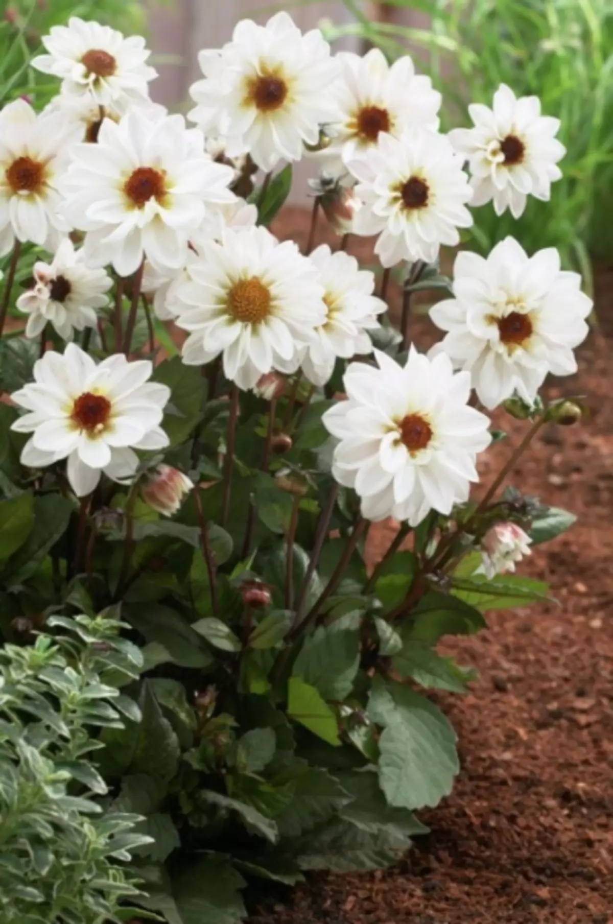 Jardin blanc: quelles fleurs blanches mettent dans le pays (85 photos)