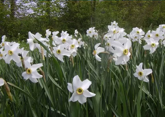 Wit tuin: watter wit blomme in die land sit (85 foto's)