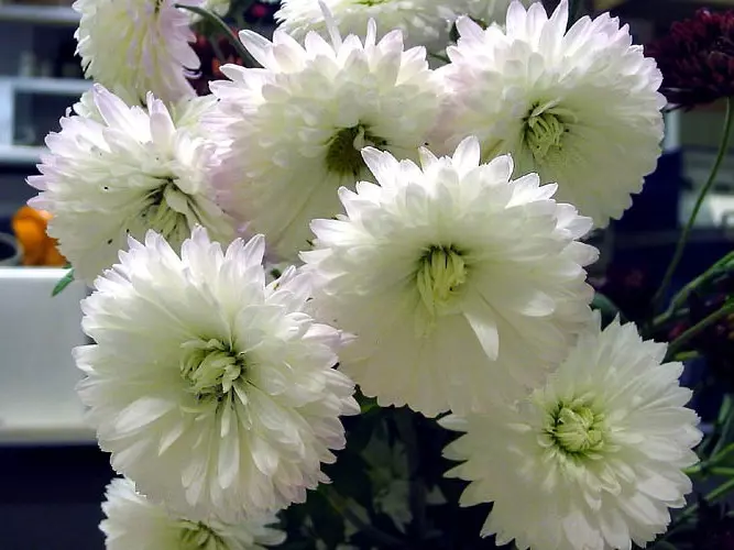 Jardim branco: quais flores brancas colocadas no país (85 fotos)