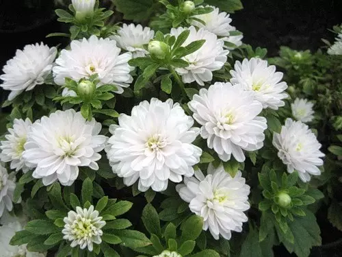 Biela záhrada: Ktoré biele kvety vložili do krajiny (85 fotografií)