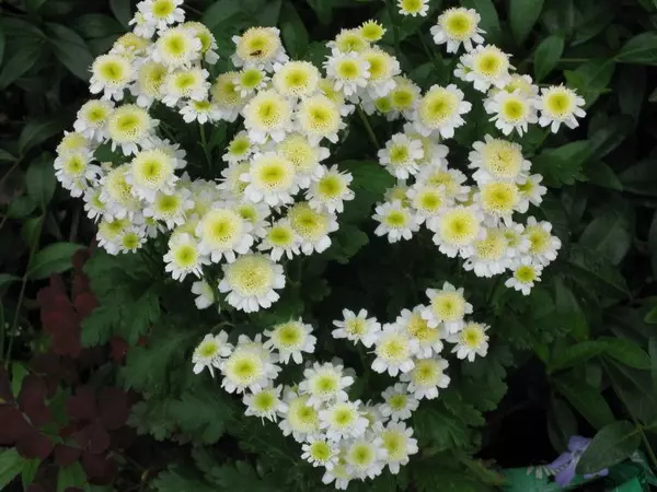 व्हाइट गार्डन: देशात कोणते पांढरे फुले (85 फोटो) ठेवले जातात