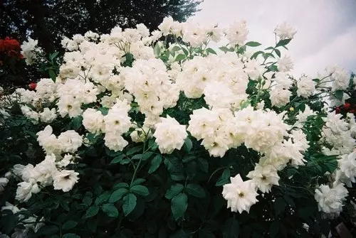 Білий сад: які білі квіти посадити на дачі (85 фото)