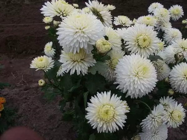 Hvid Have: Hvilke hvide blomster sætter i landet (85 billeder)