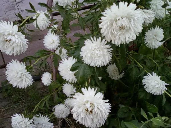 حديقة بيضاء: التي وضعت الزهور البيضاء في البلاد (85 صورة)