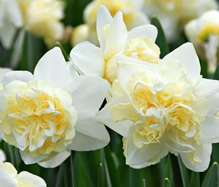 Giardino bianco: quali fiori bianchi mettono nel paese (85 foto)