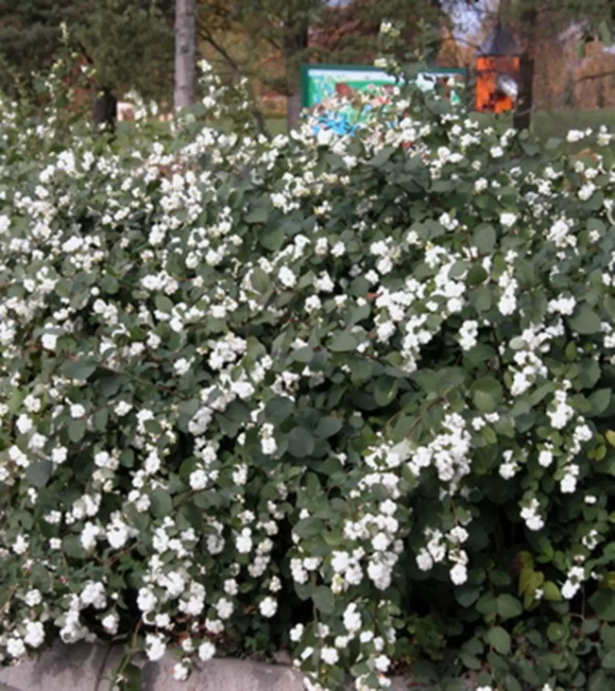 Giardino bianco: quali fiori bianchi mettono nel paese (85 foto)