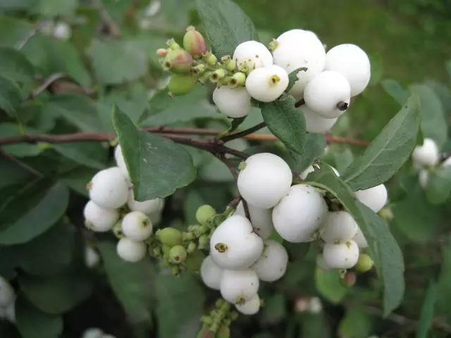 Vit trädgård: Vilka vita blommor sätter i landet (85 bilder)