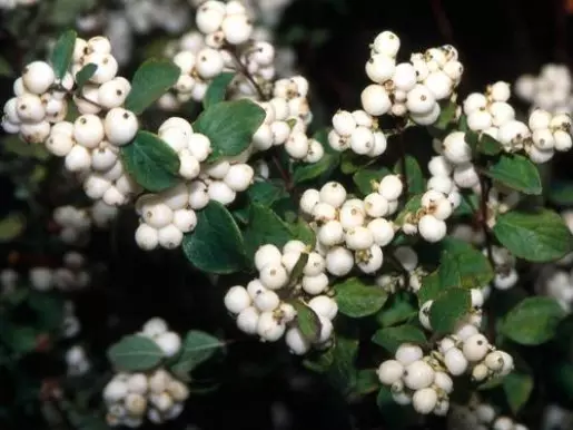 Giardino bianco: quali fiori bianchi mettono nel paese (85 foto)