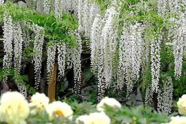 Giardino bianco: quali fiori bianchi mettono nel paese (85 foto)