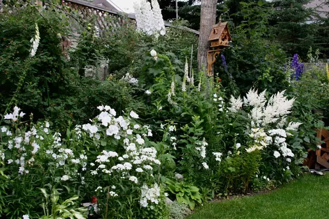 Bílá zahrada: Které bílé květy v zemi (85 fotek)