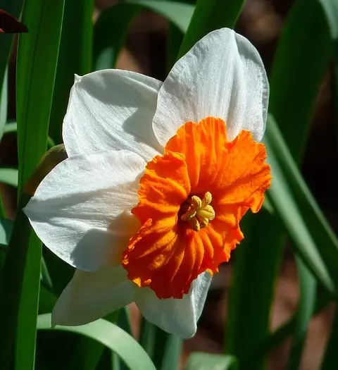 Wit tuin: watter wit blomme in die land sit (85 foto's)