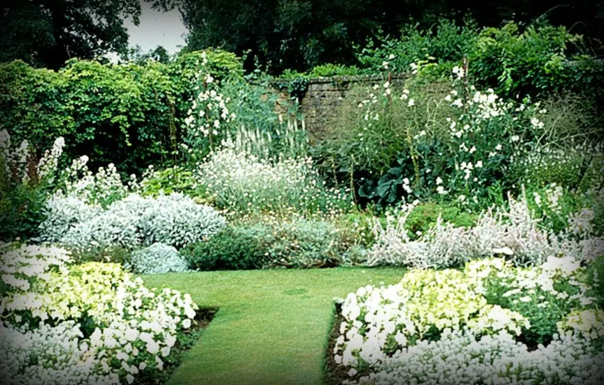 Jardim branco: quais flores brancas colocadas no país (85 fotos)