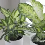 [Planter i huset] Diffenbachia: hjemmepleie