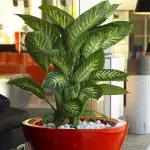 [მცენარეები სახლში] diffenbachia: მთავარი მოვლა