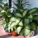 [Растения в къщата] diffenbachia: домашна грижа