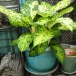 [צמחים בבית] diffenbachia: טיפול ביתי