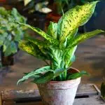 [房子里的植物] diffenbachia：家庭护理