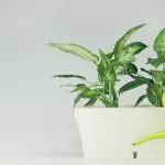 [집의 식물] Diffenbachia : 가정 관리