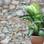 [Растенија во куќата] Diffenbachia: Домашна нега