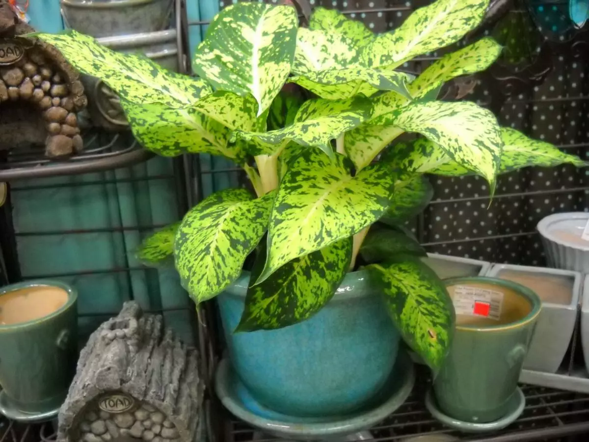 [צמחים בבית] diffenbachia: טיפול ביתי