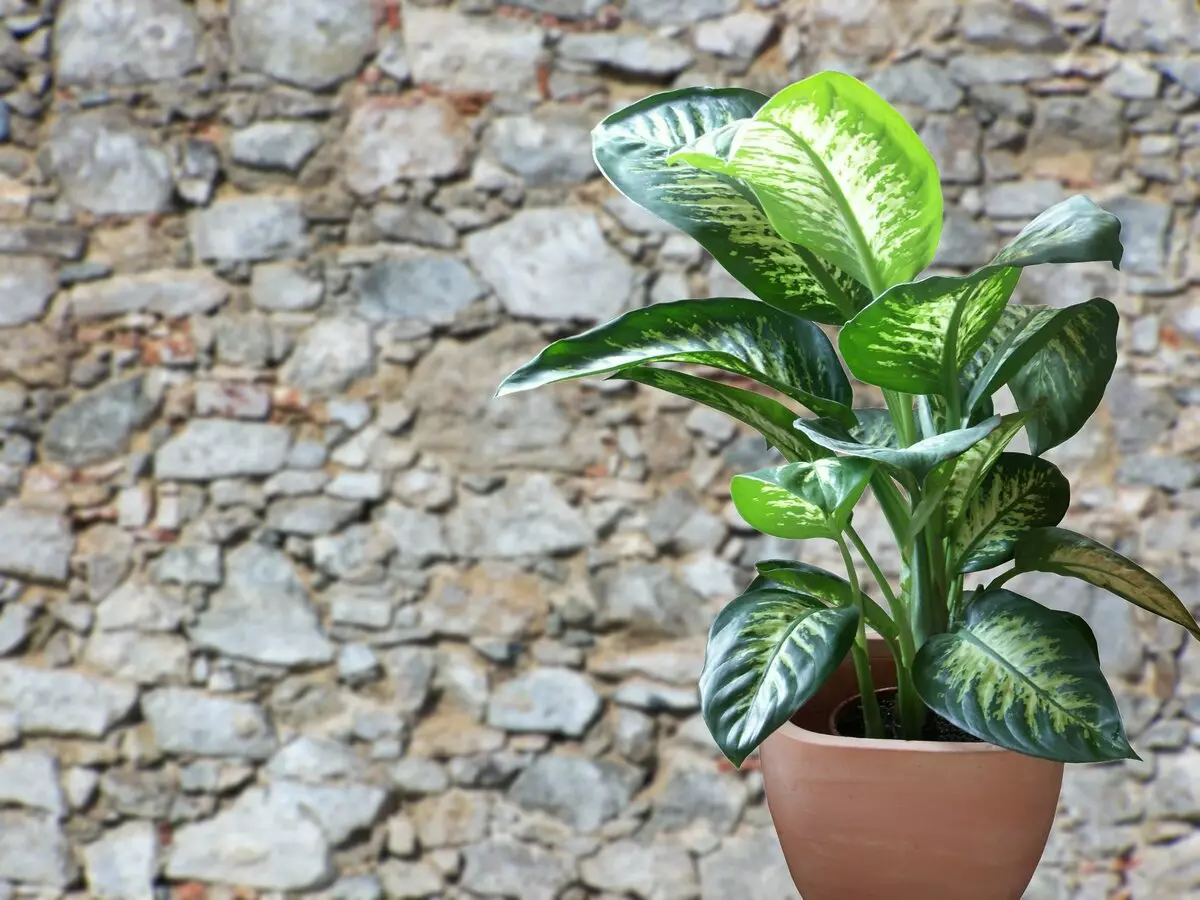 [Биљке у кући] Дифунбацхиа: Кућна нега