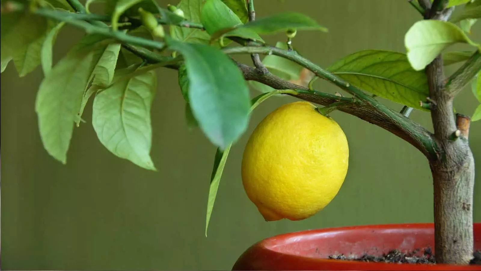 [Biljke kod kuće] Kako rasti citrus u kući?