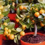 [Biljke kod kuće] Kako uzgajati citrus u kući?