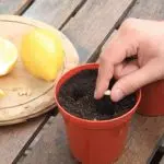 [Biljke kod kuće] Kako uzgajati citrus u kući?