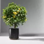 [自宅での植物]家の中の柑橘類を育てる方法は？