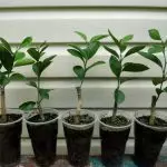 [Φυτά στο σπίτι] Πώς να μεγαλώσουν εσπεριδοειδή στο σπίτι;