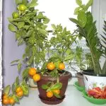 [Растения у дома] Как да расте цитрус в къщата?