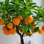 [Növények otthon] Hogyan növekedni citrus a házban?