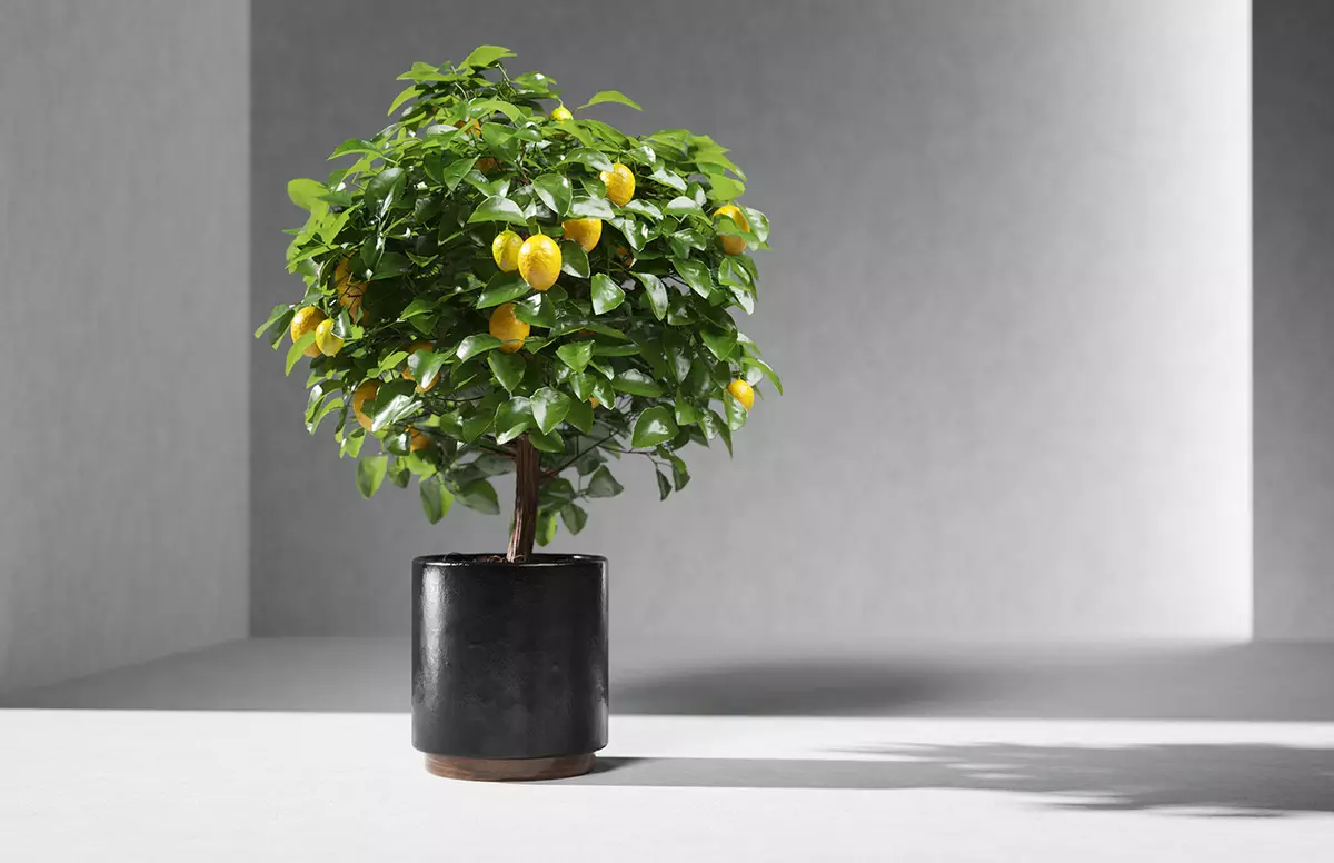 [家裡的植物]如何在房子裡種植柑橘？