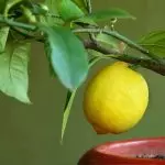 [Planten thús] Hoe kinne jo citrus yn 'e hûs groeie?