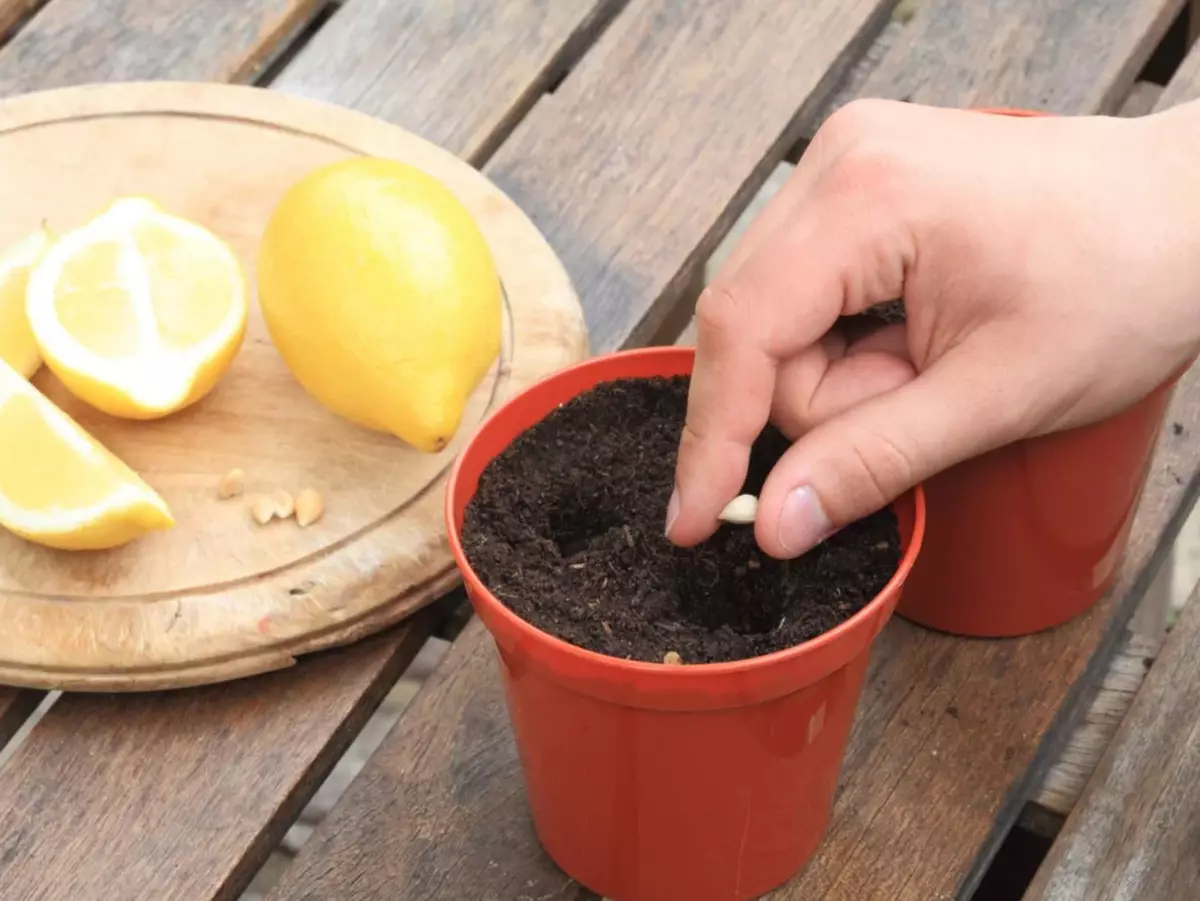 [Plante la domiciliu] Cum să crească citrice în casă?