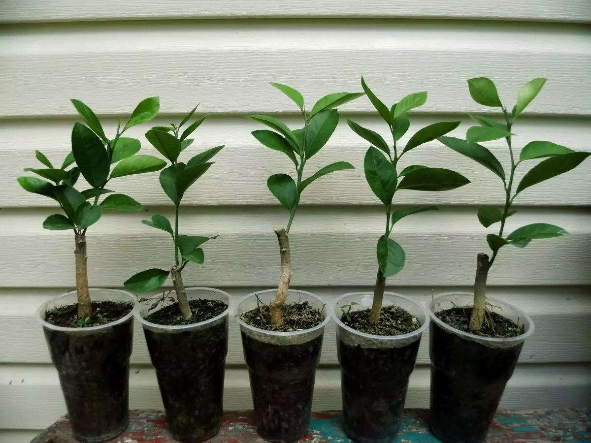 [Plantas en casa] Como cultivar cítricos na casa?