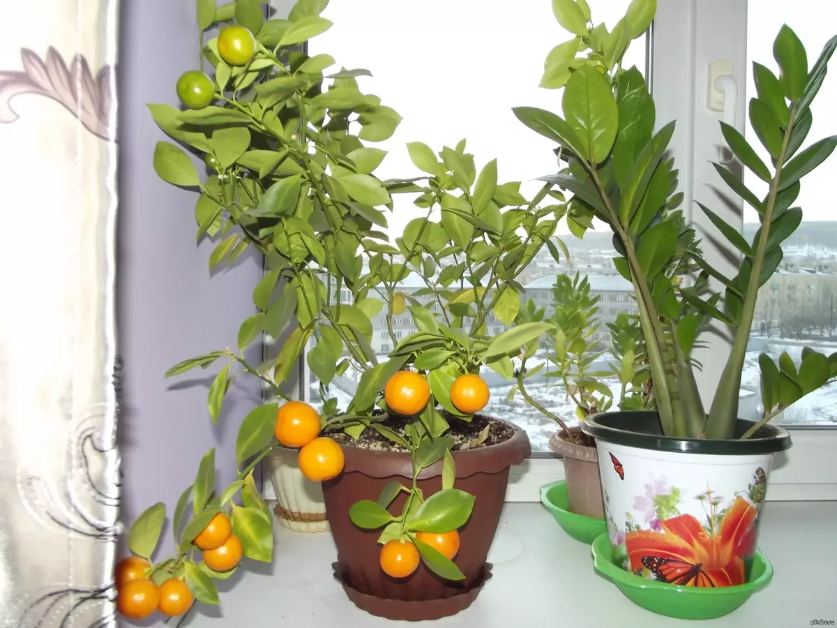 [家里的植物]如何在房子里种植柑橘？