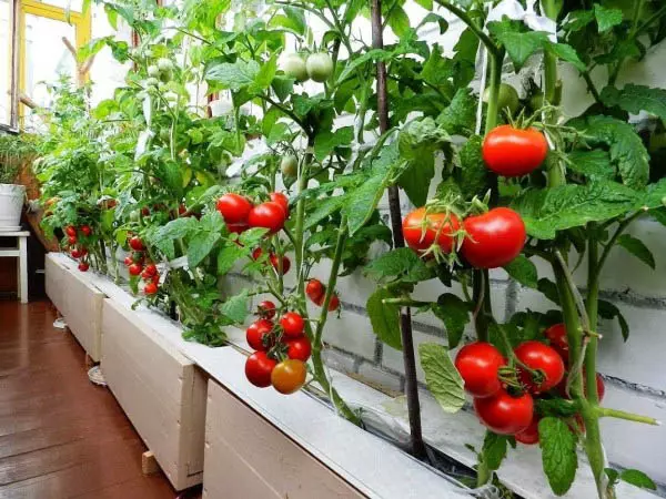 Trädgård på balkongen: Allt du behöver veta för nybörjare