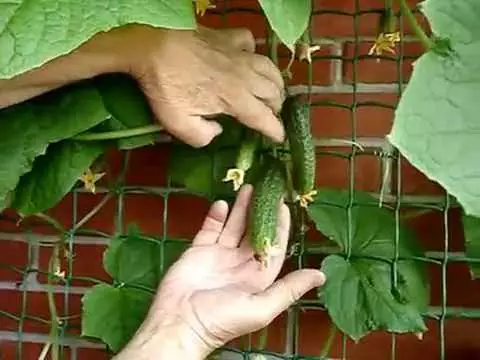Cucumbers ar an mbalcóin: Agrotechnics ag fás