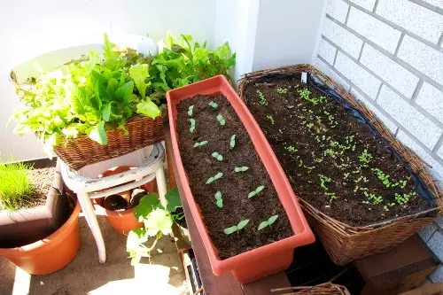 Komkommers op it balkon: Growing Agrotechnics