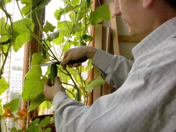 Cucumbers ar an mbalcóin: Agrotechnics ag fás