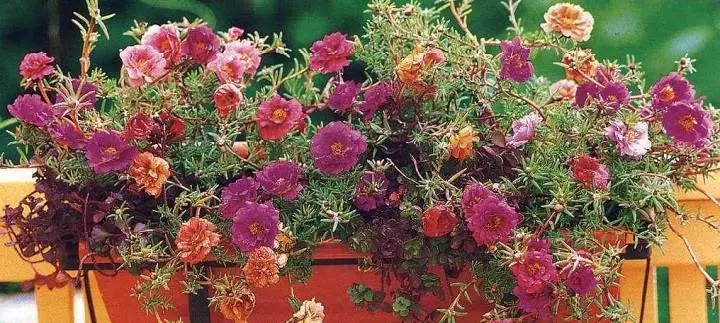 Цвеће на балкону: Како узгајати цватни врт